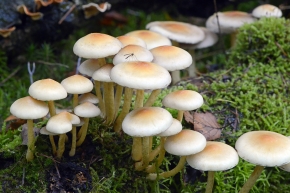 denne zwavelkop (hypholoma capnoides) 11-2024 1774